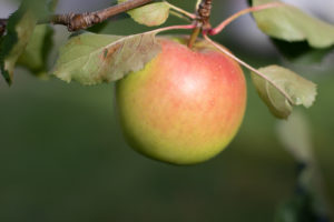 orchard-b-1-300x200.jpg